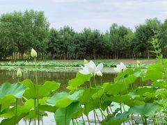 -东郊湿地公园