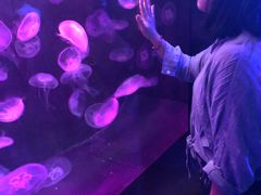 -新加坡海洋生态馆