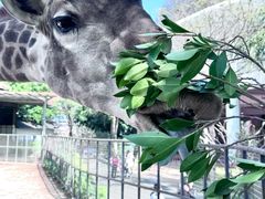 -灵玲国际马戏城