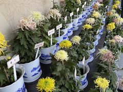 -杭州植物园