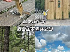 -五营红松林海景区