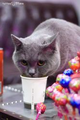 -飛凡TATTOO纹身•原创