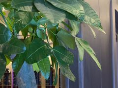 -鹿栖.精油SPA(金山世纪城店)