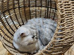 -藏猫猫咖啡主题馆(中央大道店)