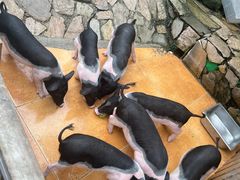 -HERRE·FARM 赫尔露营农场·团建聚会包场