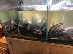 -本炙炭烤·蒲烧活鳗料理店(金沙洲店)