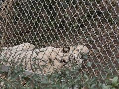 -合肥野生动物园