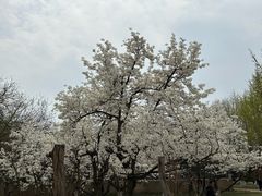 -石家庄市植物园