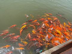 -桃花岛风景旅游区