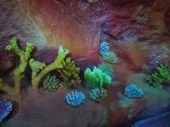 -青岛嘉年华主题乐园