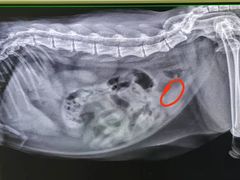 -瑞派动物医院·猫专科·至诚(江南中分院)