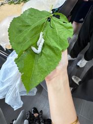 -太湖雪蚕桑文化园
