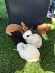 -萌宠亲子动物乐园(槐房万达店)