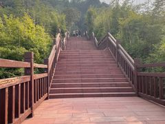 -铁山坪森林公园