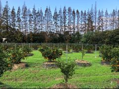 -前小桔亲子创意农场·草莓采摘·露营烧烤