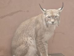 -青藏高原野生动物园