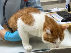 -爱妮康宠物医院·干细胞免疫细胞·肿瘤·心脏(张江店)