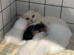 -爱侣宠医·鹦鹉专科·小型哺乳类·异宠专科(灵石路店)