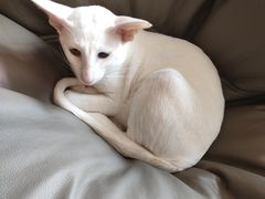 -飞行喵MR PILOT|猫舍·猫咖(静安大融城店)