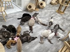 -楼上猫咖(罗湖店)