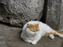 -喵屿·大理花园猫咖