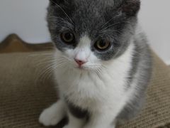 -lincat·猫舍(广州店)