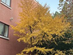 -历史系光华楼西楼19