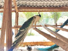 -云南野生动物园