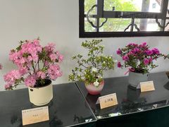 -上海醉白池公园