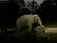 -夜间野生动物园