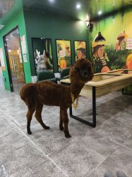 -神奇动物撸宠馆·羊驼·小浣熊·异宠(豫园店)