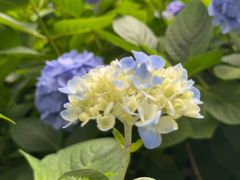 -常州古运河南大街文化旅游区-人民公园