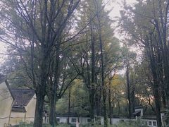-西湖风景区十里琅珰-五云山