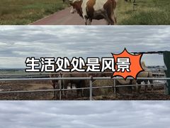 -敕勒川草原