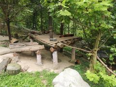 -都江堰中华大熊猫苑