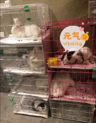 -萌兔星空蹦床撸兔馆