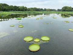 -荷塘月色湿地公园·向阳花洲