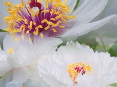 -曹州百花园