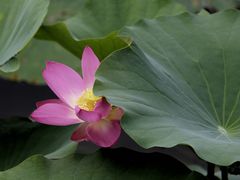 -大兴滨河森林公园