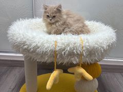 -欣宠猫屋·矮脚拿破仑·蓝金金渐层