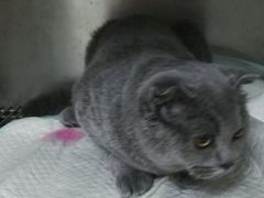 -爱侣宠医·鹦鹉专科·小型哺乳类·异宠专科(灵石路店)