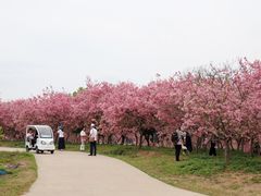 -天适樱花悠乐园
