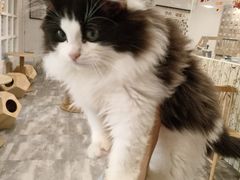 -楼上猫咖(罗湖店)