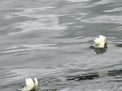 -泸沽湖国家级风景名胜区走婚桥