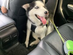 -PETKIT小佩宠物·低压洗护(国顺东路店)