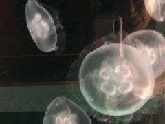 -西雅图水族馆