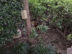 -静安公园(静安寺街道)