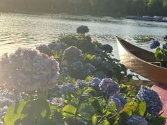 -上海鲜花港