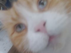 -喵园·猫主题咖啡厅·撸猫·猫咖(国贸店)