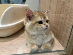 -BABIT巴比特宠物(MOMOPARK店)